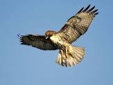 Hawks Flying Higher in win over Llano